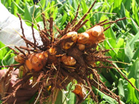 turmeric-cultivations-roots