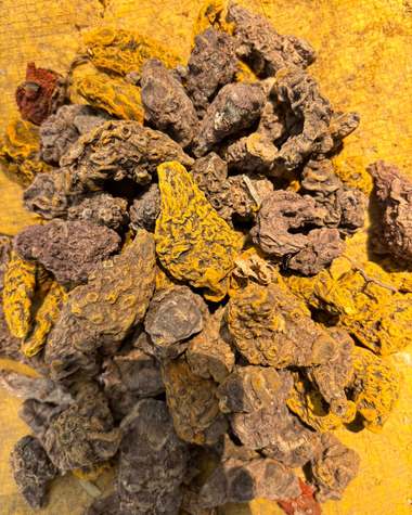 Mother turmeric — whole mother rhizomes