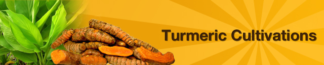 turmeric-cultivations