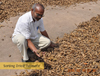 sorting-dried-turmeric-thumbs